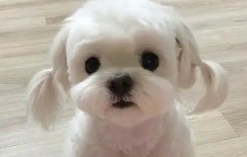 馬爾濟斯犬為什么會叫