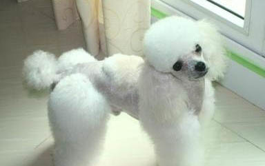 貴賓犬與泰迪犬的區別