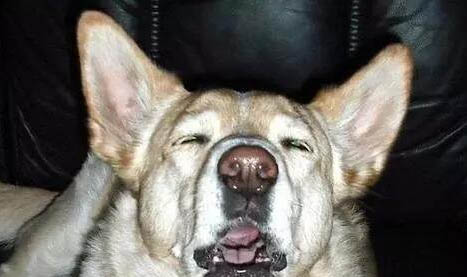 神經性犬瘟狗狗能支撐多久