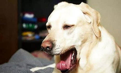 狗狗感冒和犬瘟的區別?