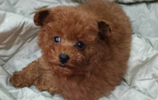 泰迪犬多大可以剪胎毛了