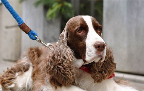 史賓格犬多少錢一只