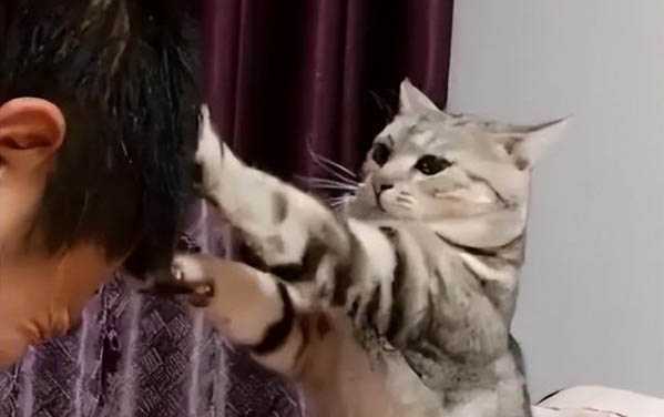 貓咪可以吃面粉嗎