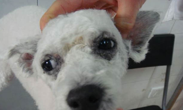 常見犬品種大全