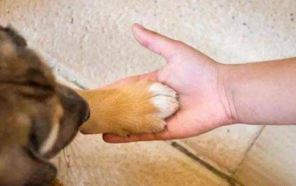 狗狗拉屎是黑的