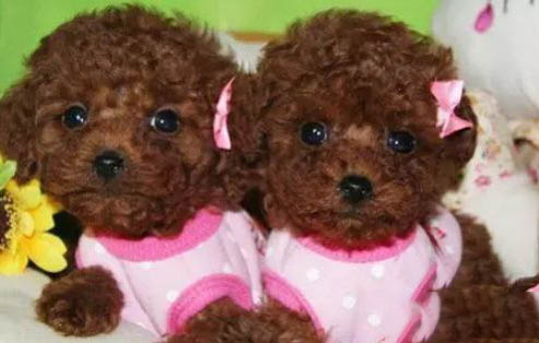 狗狗感冒和犬瘟的區別?
