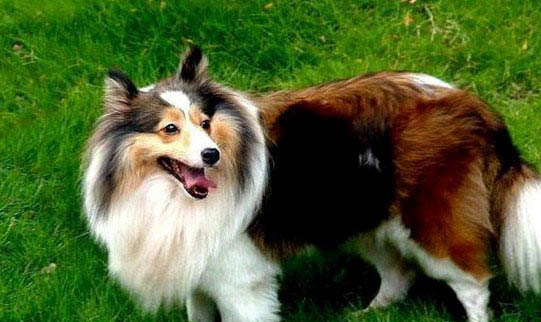 怎么保護蘇格蘭牧羊犬狗狗的牙齒