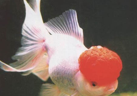 鶴頂紅金魚頭部潰爛是什么原因