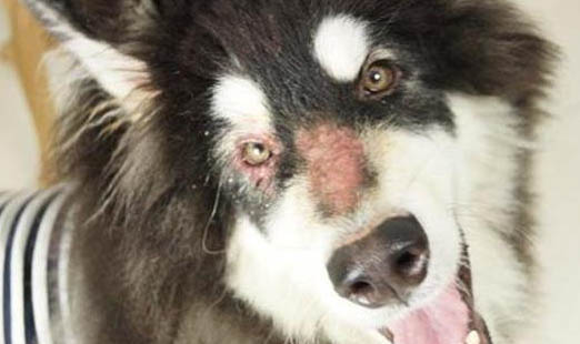 犬瘟發抖持續多久