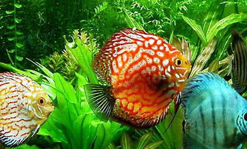 神仙魚吃水草嗎