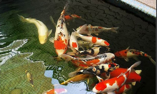 觀賞魚拒食的原因及處理方法