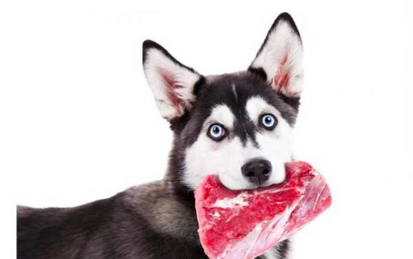 狗狗不好好吃飯是什么原因