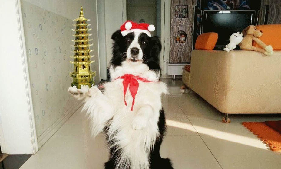 狗狗可以吃煮熟的蝦仁嗎？