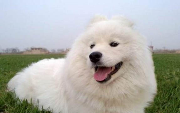 狗狗打狂犬疫苗多少錢