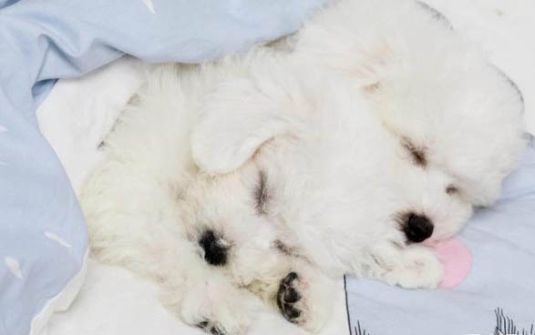 為什么狗狗牙齒會齙牙