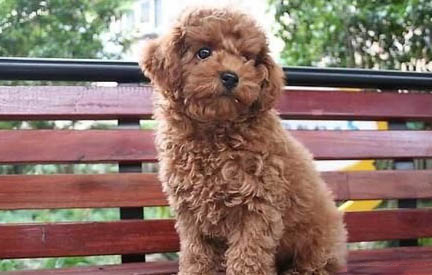 泰迪犬如何喂養