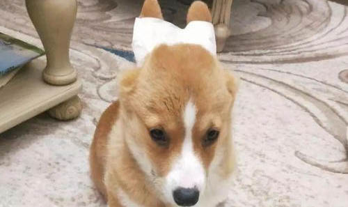 柯基犬拉稀帶血是什么原因
