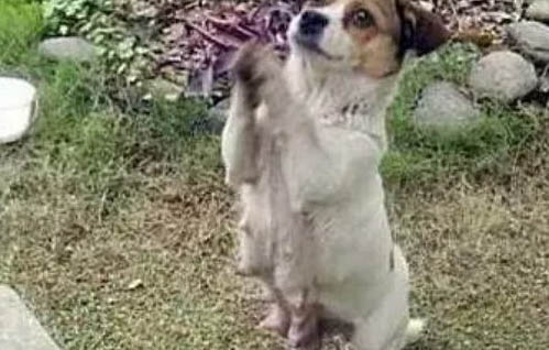 怎么給狗狗量體溫