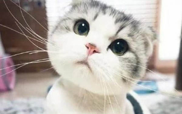 貓咪身上有跳蚤該怎么處理