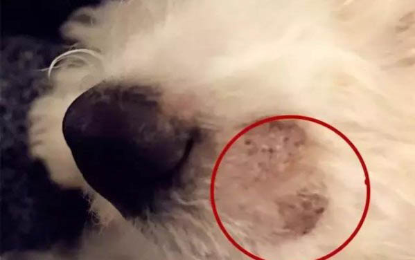 幼犬多大能洗澡?