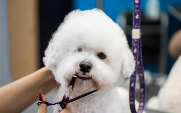 比熊犬淚痕的產生原因及處理方法