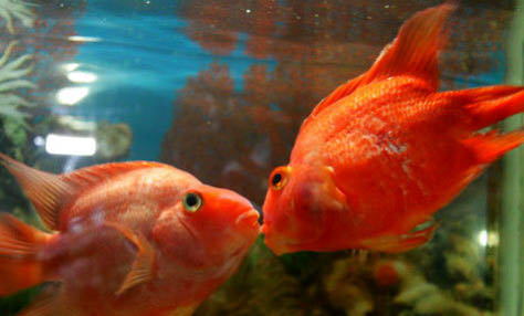 接吻魚能和鸚鵡魚一起養(yǎng)嗎