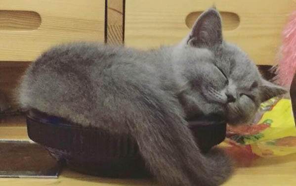 為什么夜晚小貓一直叫