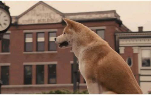 柴犬如何訓練