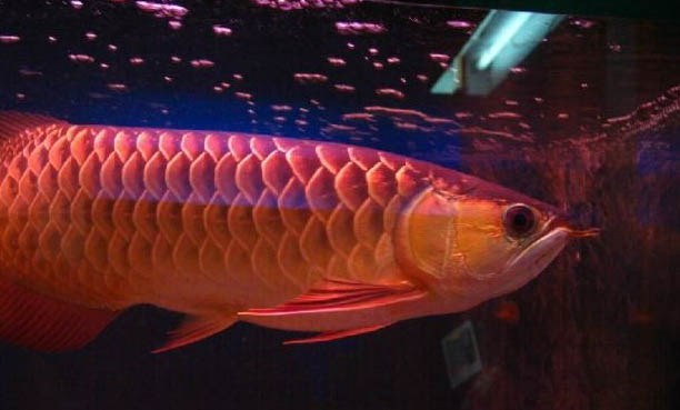 魚有鼻子嗎?