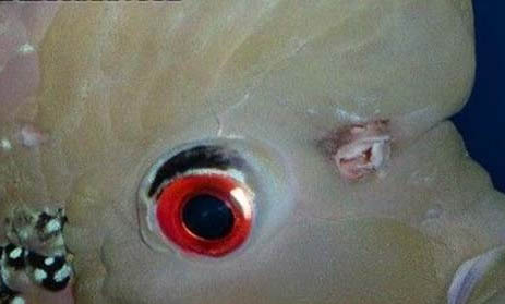 羅漢魚退沙需要多久