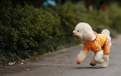 狗狗不吃東西還吐黃水
