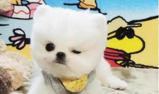 犬雙眼的視力范圍