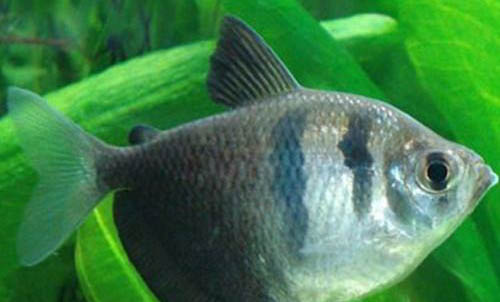 金魚是卵生還是胎生