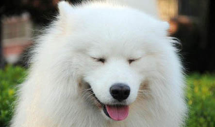 一只純種薩摩耶犬多少錢