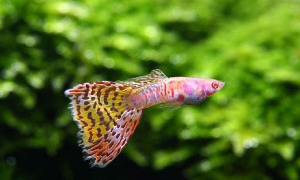 適合新手養(yǎng)的觀賞魚(yú)有哪些