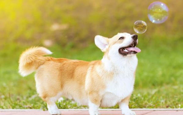 狗狗得胰腺炎的癥狀有哪些