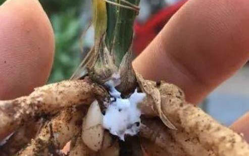 紅霉素軟膏可以治貓黑下巴嗎?