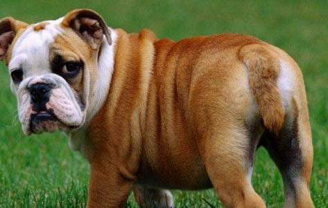 法國斗牛犬有多聰明