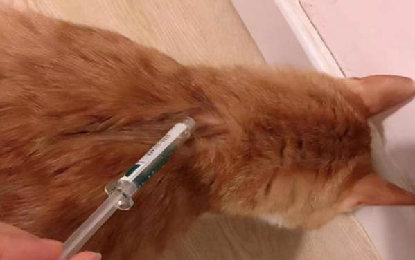 貓咪母雞蹲
