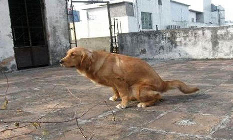 狗狗感冒一般幾天能好