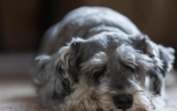雪納瑞犬飼養方法和注意事項
