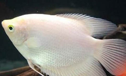 用河水養觀賞魚可以嗎
