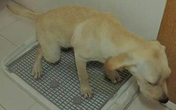 狗狗便血拉稀有幾種原因