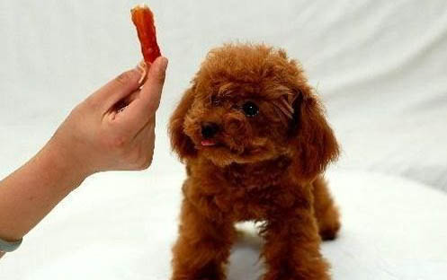 泰迪犬標(biāo)準(zhǔn)體重是多少