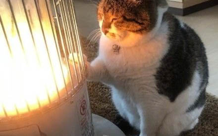 小貓得了貓瘟怎么辦呢