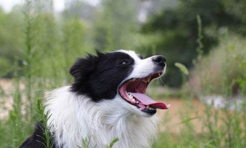 選購英國古代牧羊犬時要注意什么