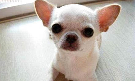 吉娃娃和小鹿犬哪個好養