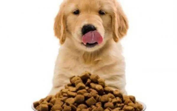 怎么判斷小狗有沒有狂犬病毒