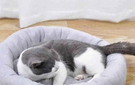 請(qǐng)問貓咪嘔吐的原因及處理方法?
