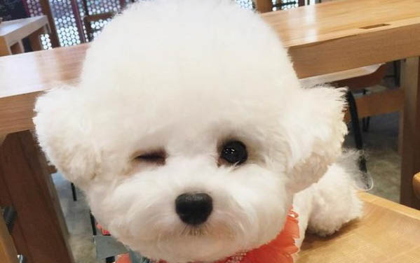 狗狗鼻子涼是正常的嗎